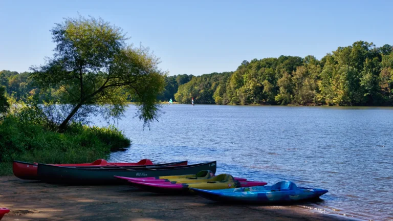 Close view of canoes and a blue kayak on the lakeshore, a leaning tree and far tree line