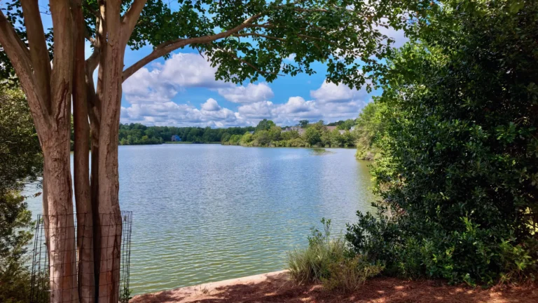 Lake framed by a crape myrtle trunk on the left and green shrubs on the right, with trees on the far shore