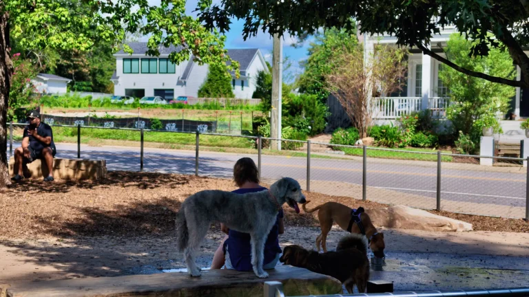 Dogs drinking and playing around a woman seated in a mulched dog park, with houses across the street