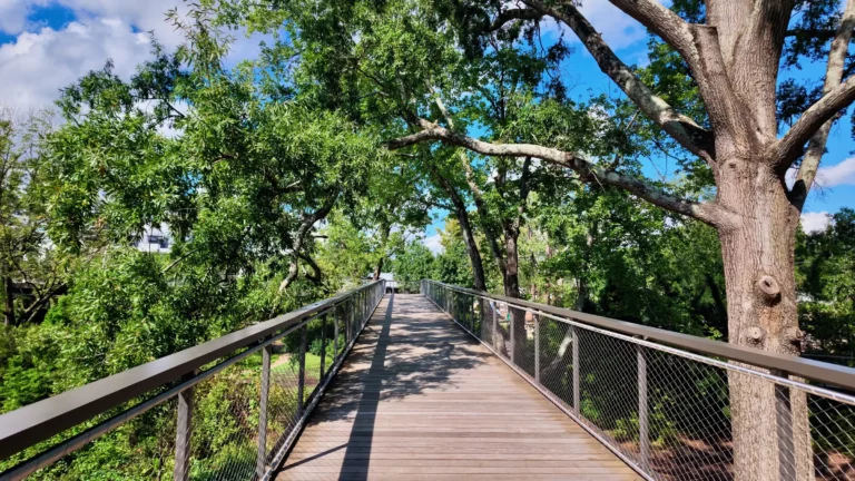 Wooden skywalk with steel railings running straight into the canopy of large shade trees