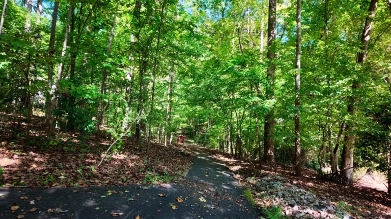 Paved walking path climbing through a dense hardwood forest with leaves on the ground