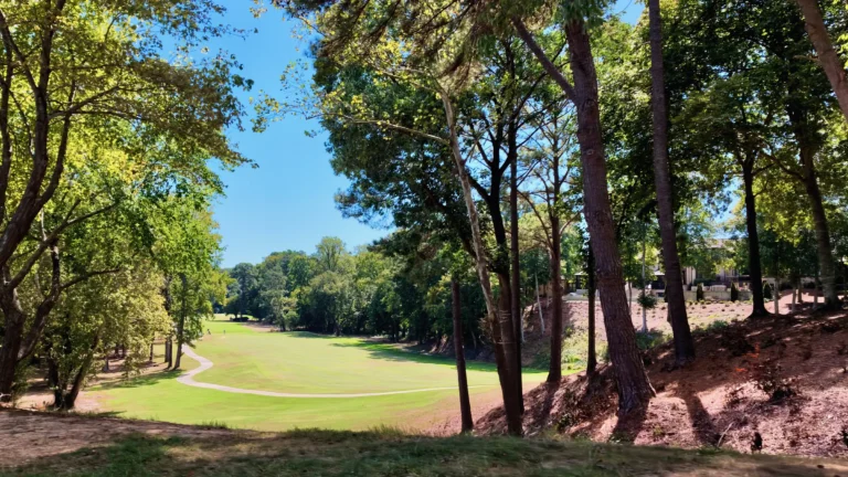 Fairway seen through tall pines from a slope, a cart path curving across the grass
