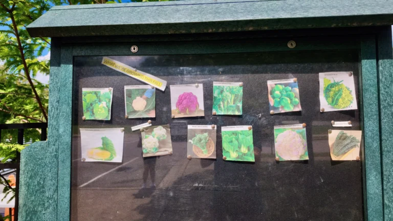 Bulletin board at the Morrisville Education Garden with hand-drawn cards of vegetables like broccoli, cabbage and corn